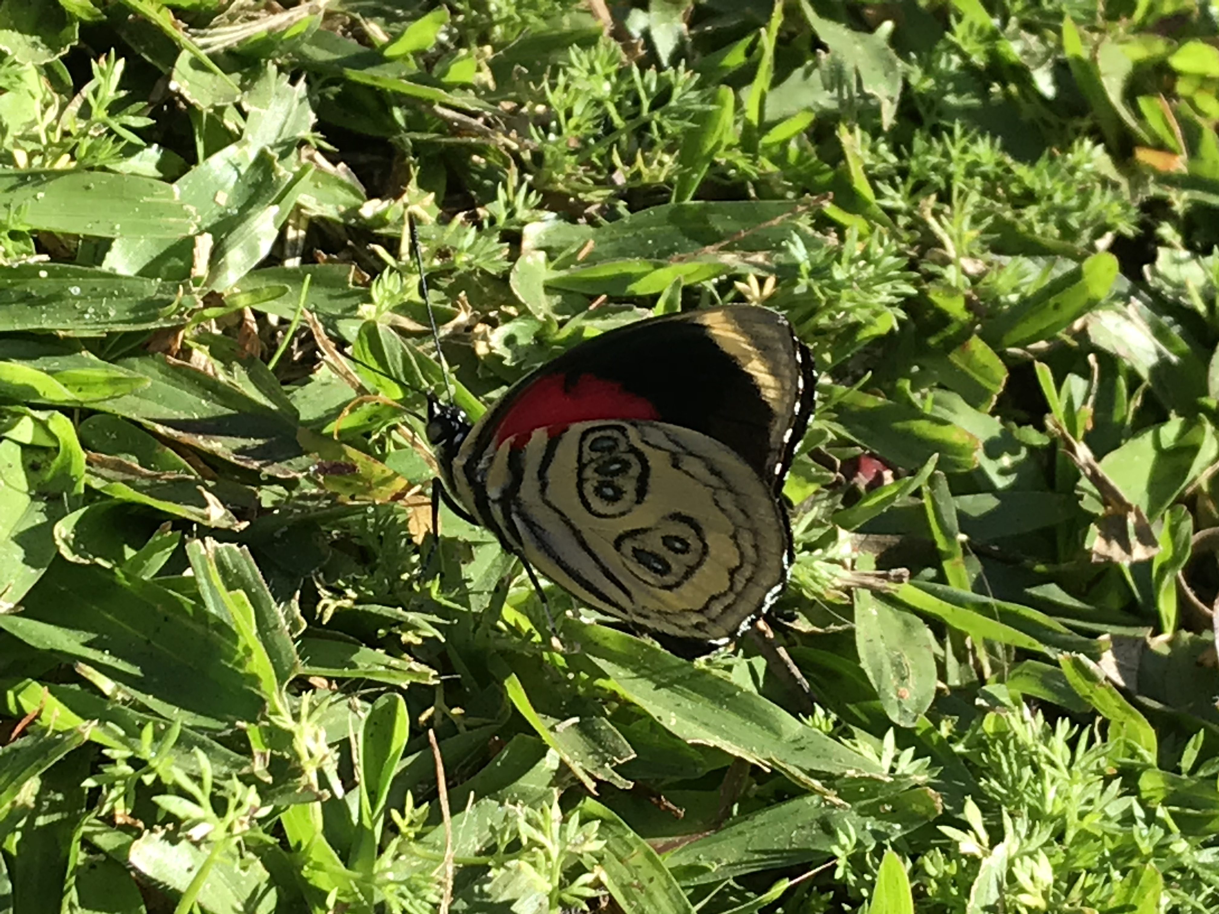 ﻿Educação Infantil já é escola? Lauri